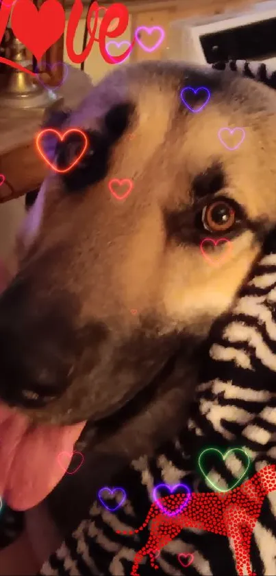 Shepherd dog wrapped in zebra blanket on cozy couch.