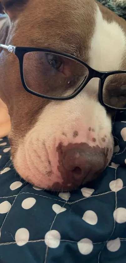 Cute brown dog with glasses sleeps on a polka dot quilt.