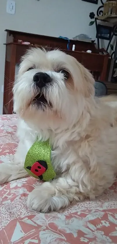 Fluffy dog with green tie and ladybug design on bed.