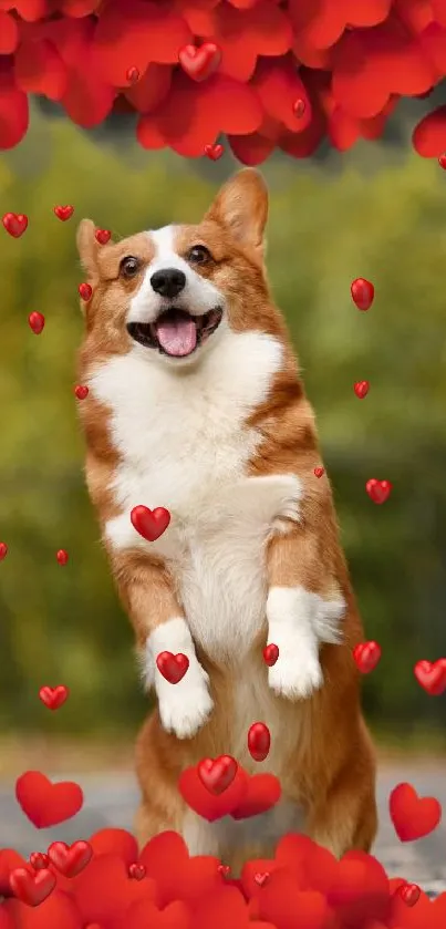 Cute dog with red heart decorations.