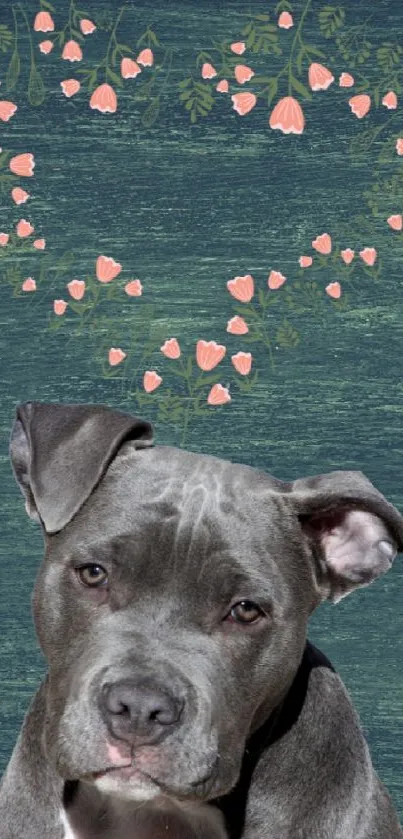 Cute grey dog with heart background on teal textured wall.