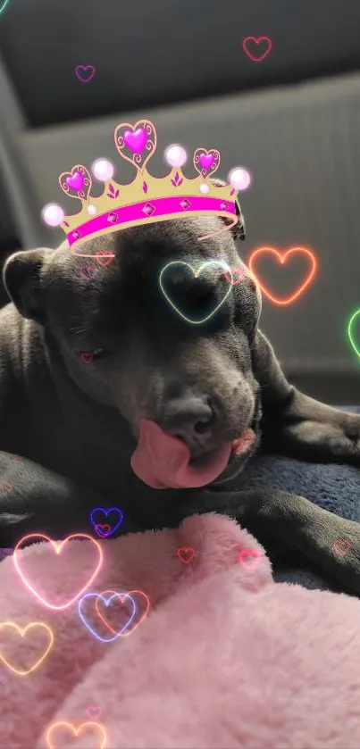 Cute dog with a heart crown and colorful glowing hearts.