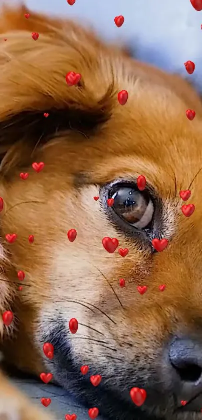 Cute dog surrounded by red hearts, perfect for wallpaper.