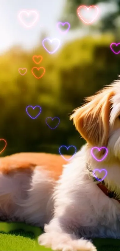 Cute dog with colorful heart overlay on grassy background.