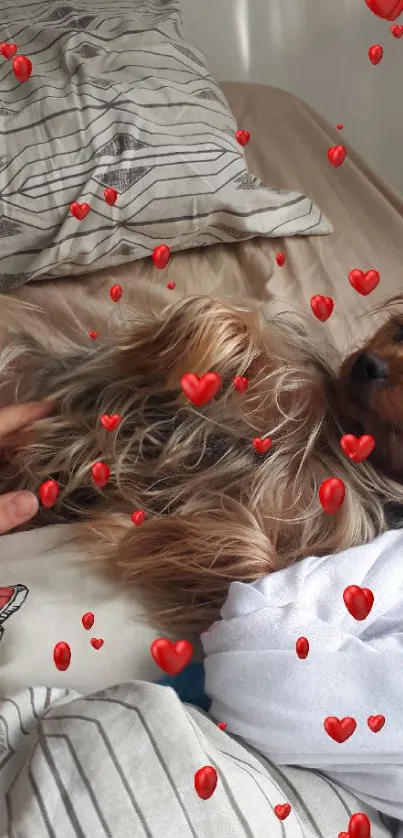 Fluffy dog lying on bed with red hearts overlay.