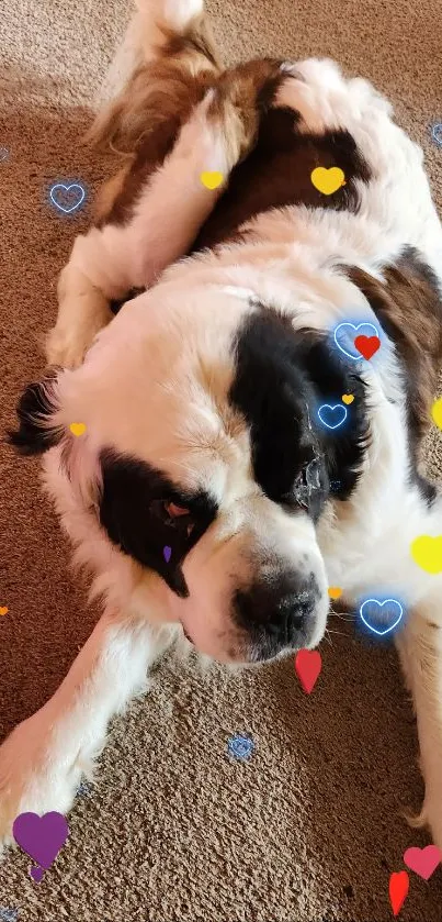 Adorable St. Bernard dog with colorful hearts on a carpet.