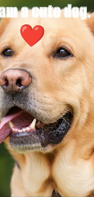 Cute golden retriever with a heart graphic.