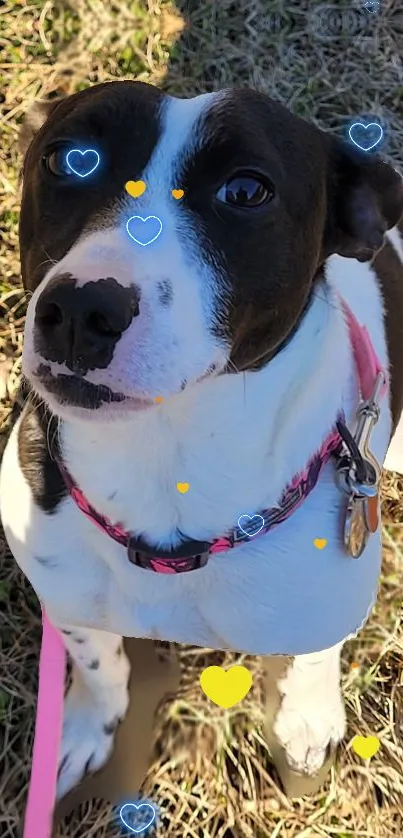 Cute dog with hearts on grassy background wallpaper.