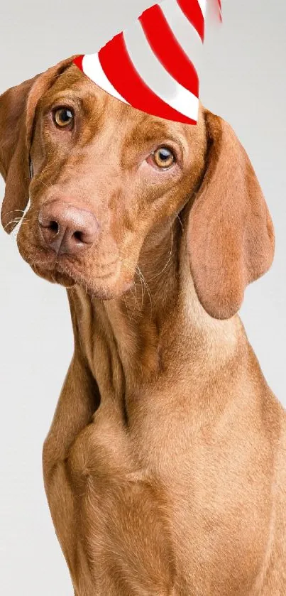 Brown dog with red party hat on light background.