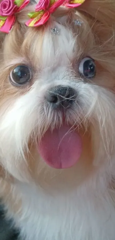 Cute fluffy dog with pink bows and big eyes.