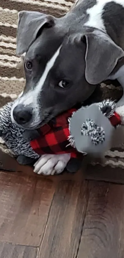 A cute dog plays with a plaid plush toy on a patterned floor.