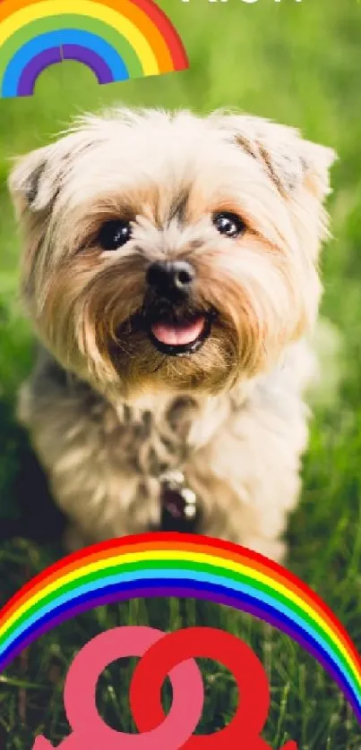 Cute dog on grass with rainbow graphics, creating a vibrant mobile wallpaper.