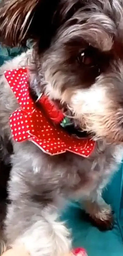 Adorable small dog with a red polka dot bowtie sitting on a teal chair.