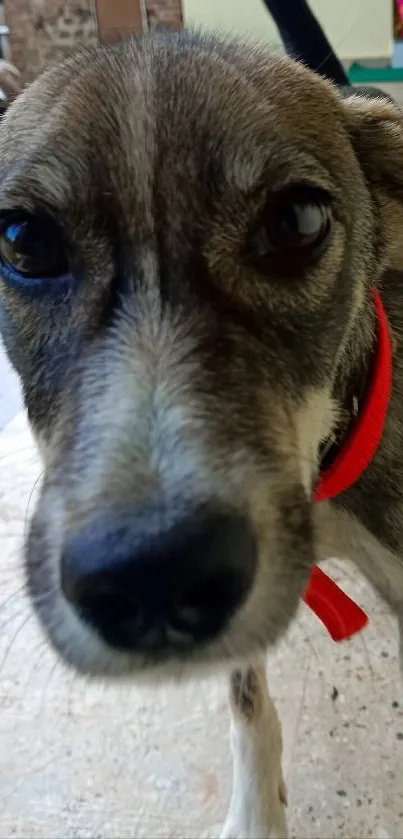 Close-up of a cute dog with a red collar on a stone patio.