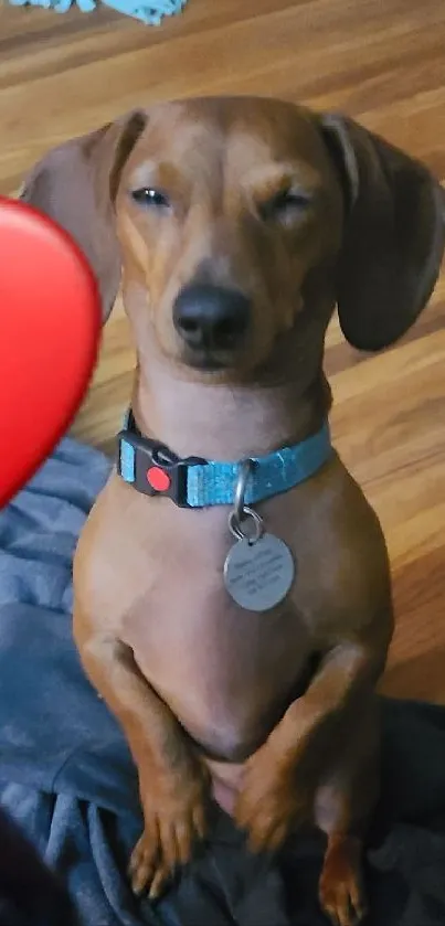 Cute dachshund sitting with a red heart emoji on wooden floor.