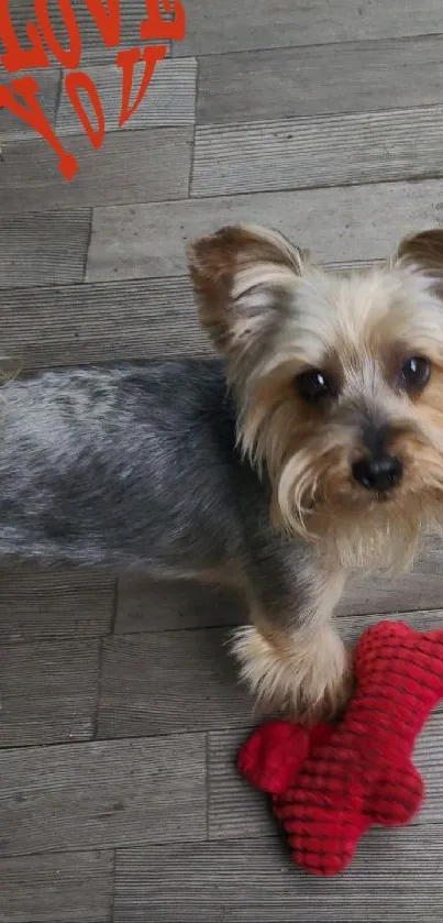 Cute dog with red toy on wooden floor and love text.