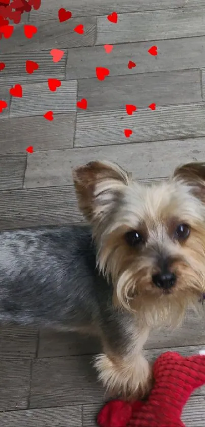 Yorkshire Terrier on wood floor with red heart toy and scattered hearts.