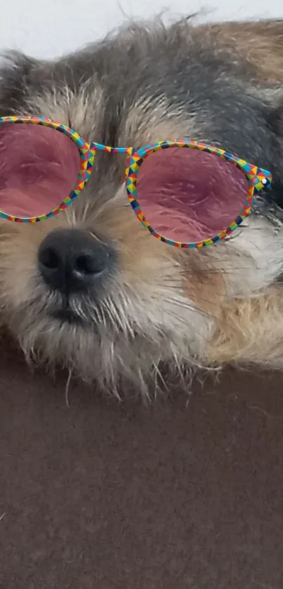 Cute dog wearing colorful sunglasses, lying on a couch.