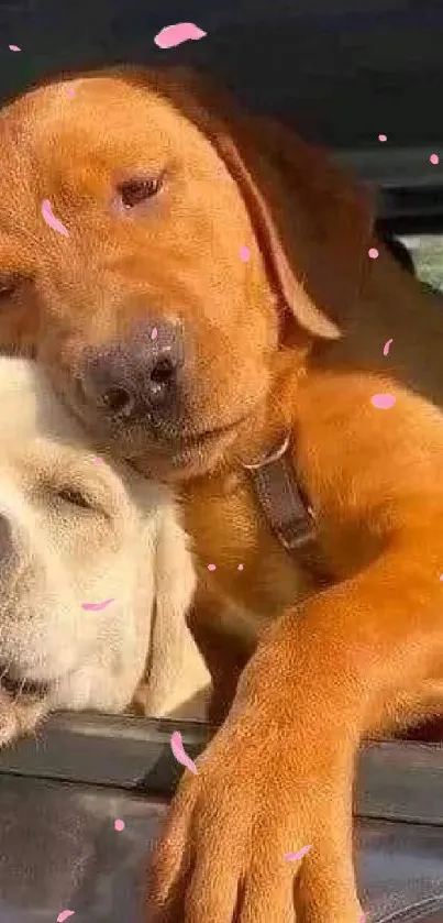 Two cute dogs enjoying a ride in a car with happy expressions.