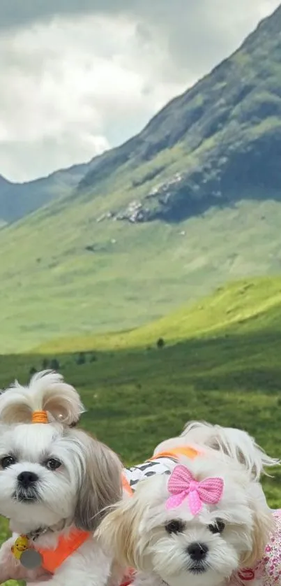 Two Shih Tzu dogs in colorful bows with green mountain landscape.