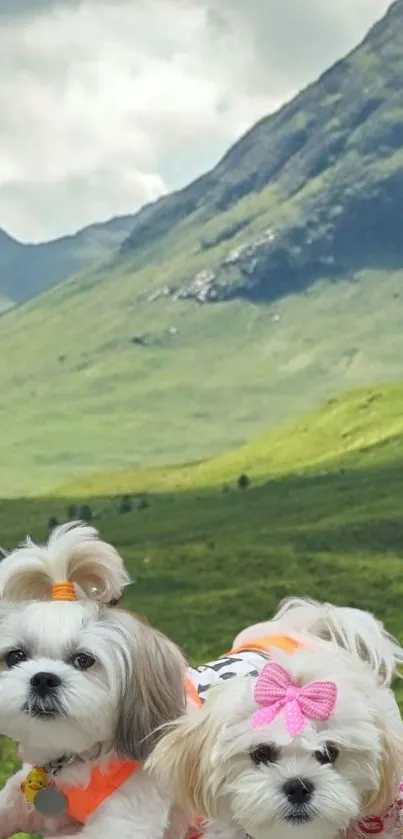 Two fluffy dogs with bows in a scenic green landscape.