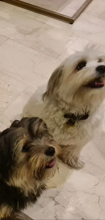 Three cute dogs sit attentively on a marble floor indoors.