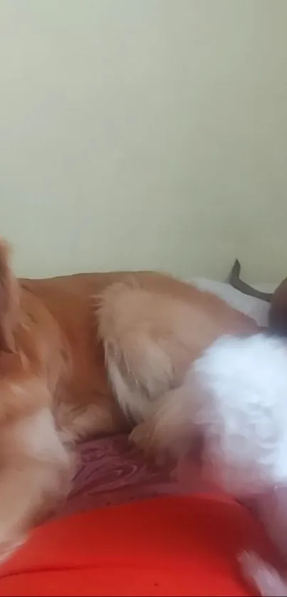 Two dogs relaxing indoors on a bed.