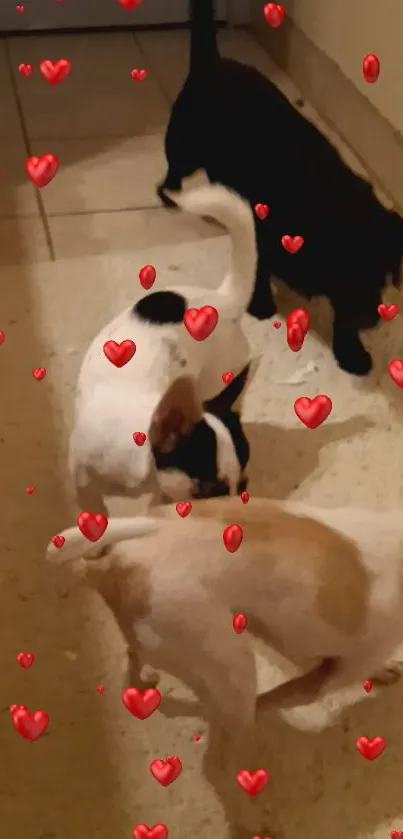 Cute dogs playing with floating red hearts background.