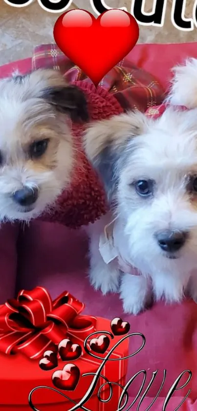 Two fluffy dogs with a red heart and gift box.