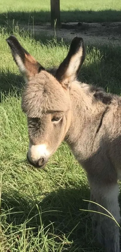 Cute donkey standing in green field.