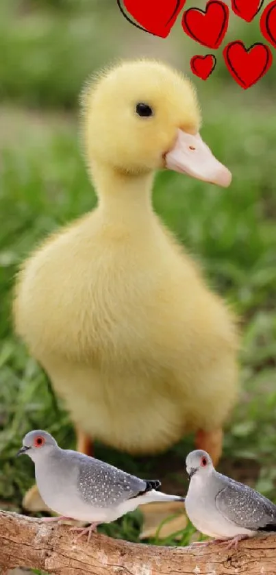 Duckling with birds and heart graphics on grass.