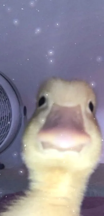 Close-up of a cute yellow duck looking at the camera, background fan visible.