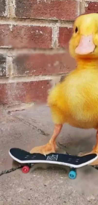 Cute yellow duckling on a skateboard by a brick wall.