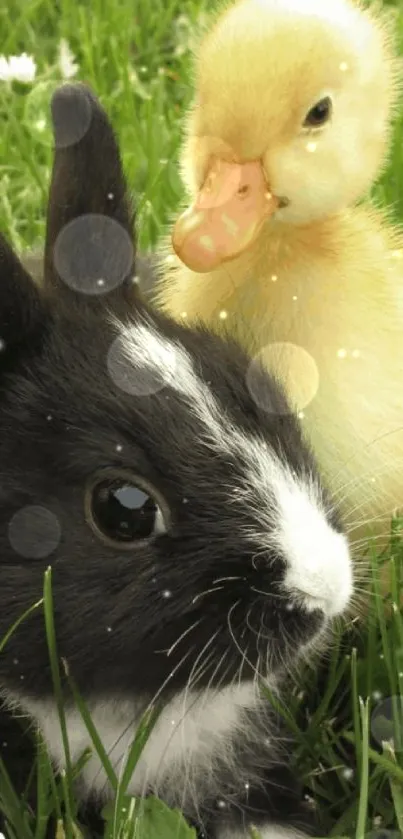 Cute bunny and duckling in green grassy field with daisies.