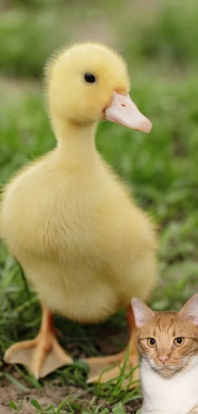 Adorable wallpaper with a cute duckling and cat on grass.