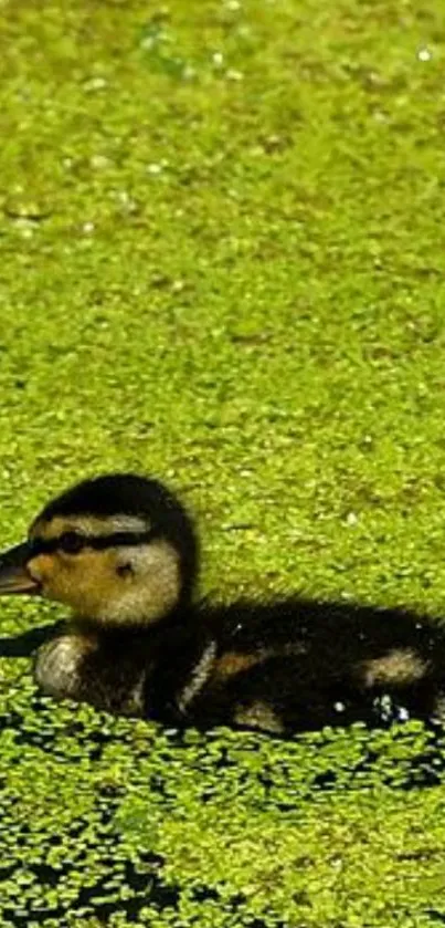 Duckling swimming in green pond wallpaper.