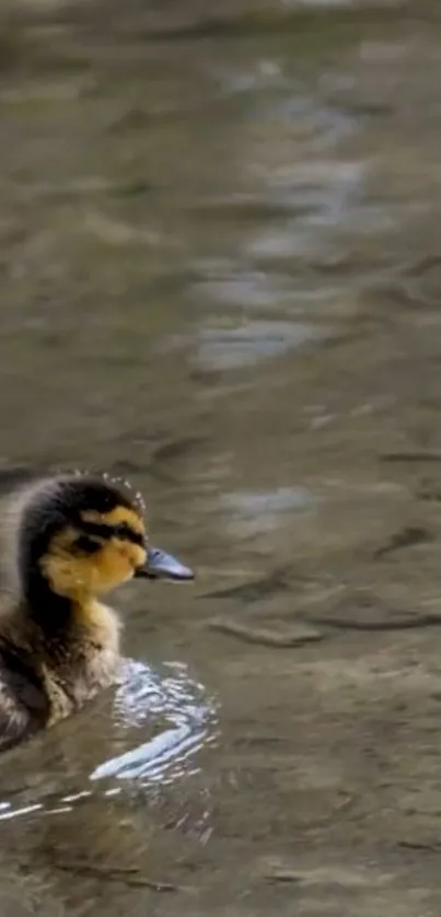 Adorable duckling swimming in calm water.