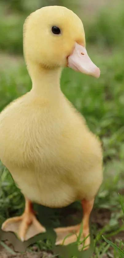 Adorable yellow duckling on lush green grass.
