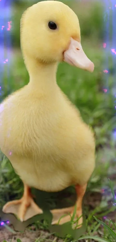 Adorable yellow duckling in green grass