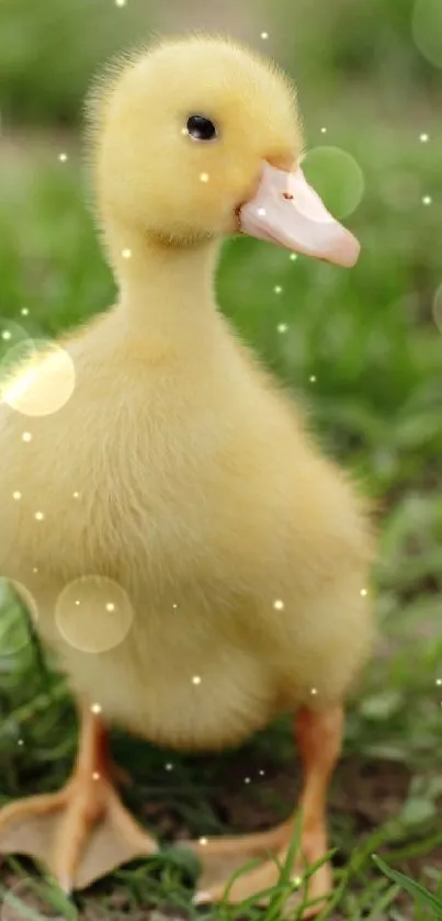 Cute yellow duckling standing on green grass, perfect for mobile wallpaper.