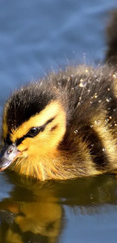 A cute duckling swims on calm, reflective blue water.