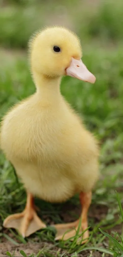 A cute yellow duckling standing on green grass.