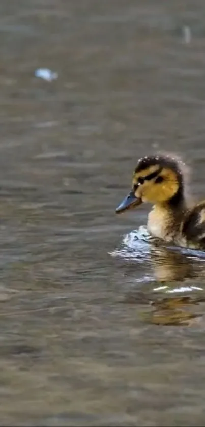 Duckling gently floats on tranquil water surface.