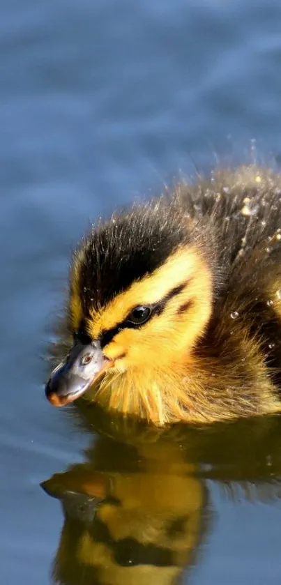 Cute duckling swimming in water, reflected beautifully.