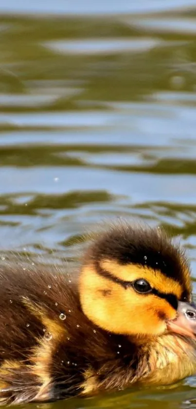 Adorable duckling swimming on a tranquil lake.