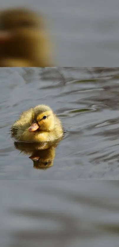 Cute duckling swimming with water reflection.