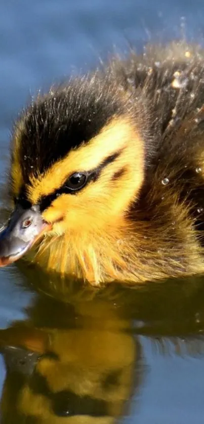 Cute duckling swimming on water with reflection