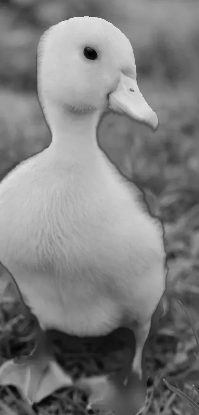 Adorable white duckling on green blurred background.