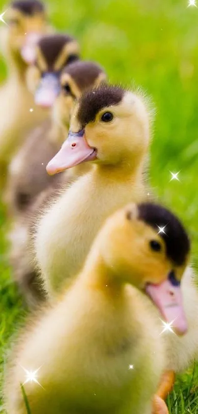 Cute ducklings in a line on lush green grass, perfect for nature lovers.