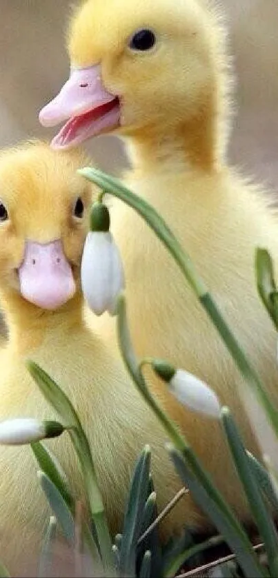 Two cute yellow ducklings among snowdrops.